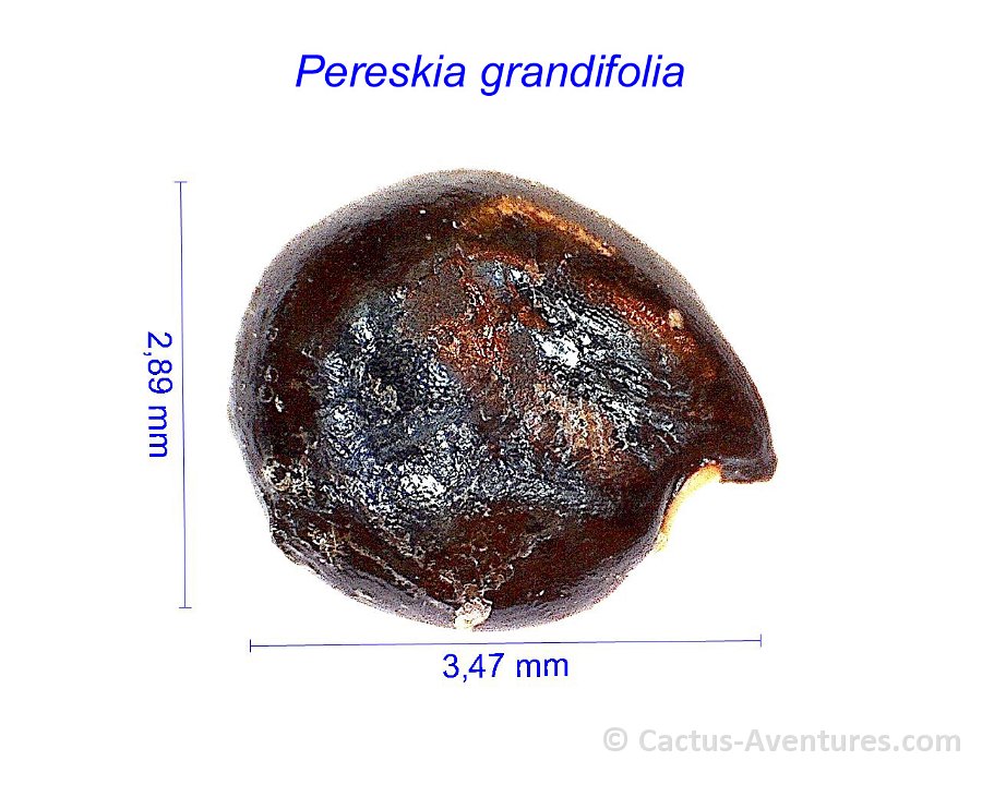 Pereskia grandifolia PG